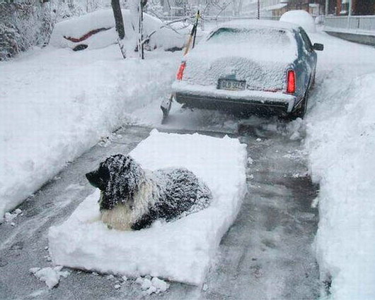 Снег, машины и собаки